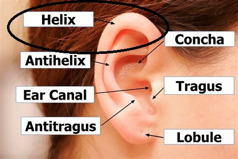 Parts of an ear, including the Concha, Helix.jpg